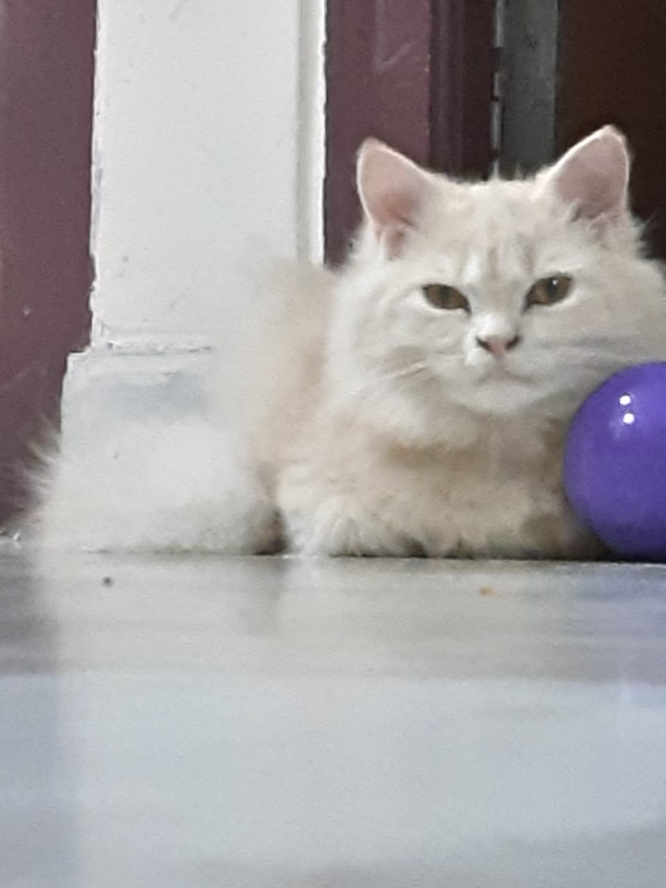 Persian Cat - Female, 2 Years Old, Light Brown in colour, Fluffy Hair